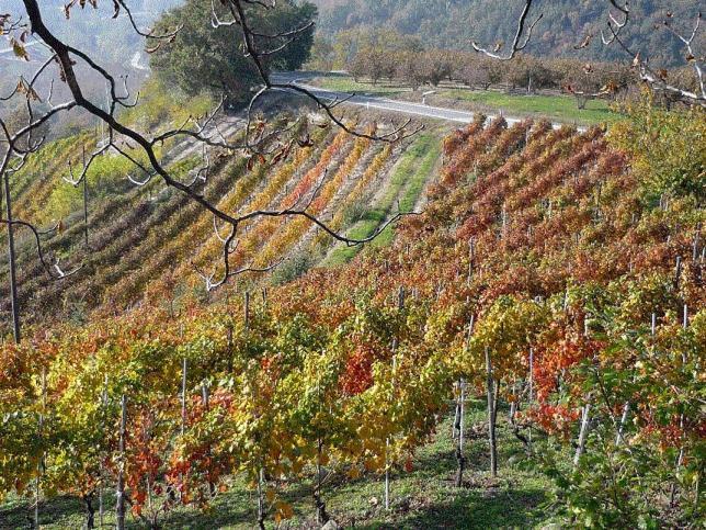 Cascina Sant'Eufemia Villa Sinio Dış mekan fotoğraf